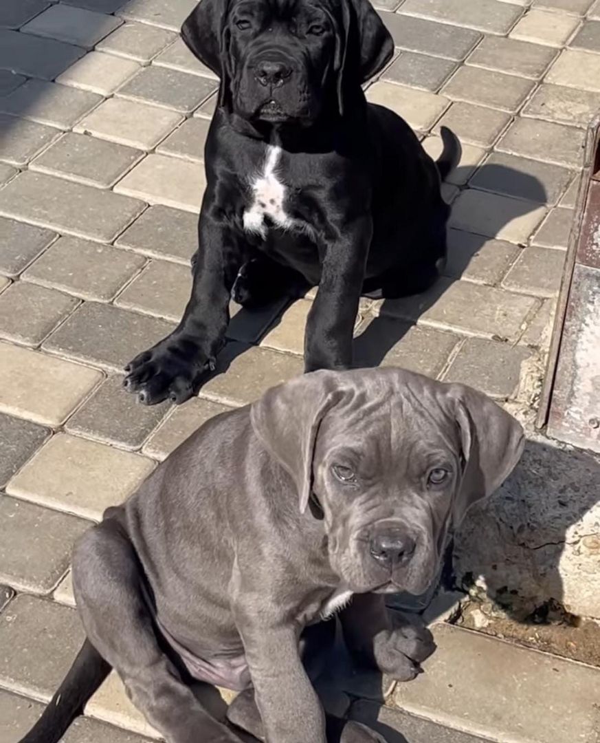 Cane Corso Welpen