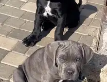 Cane Corso Welpen