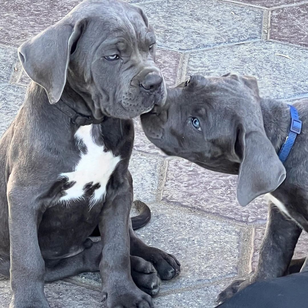 Cane Corso Welpen