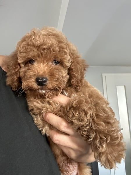 Maltipoo Welpen