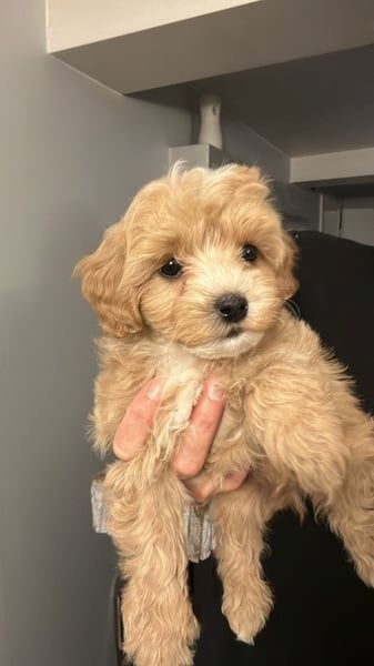 Maltipoo Welpen