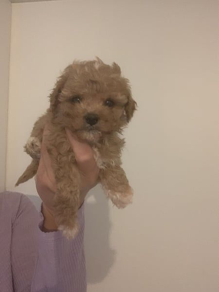 Maltipoo Welpen