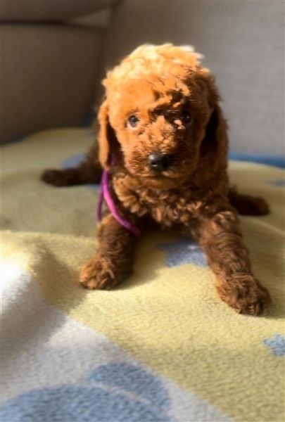 Toypudel Welpen in Rot Red Fawn