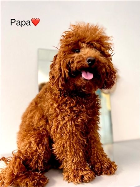 Toypudel Welpen in Rot Red Fawn