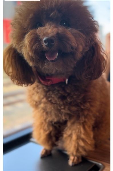 Toypudel Welpen in Rot Red Fawn