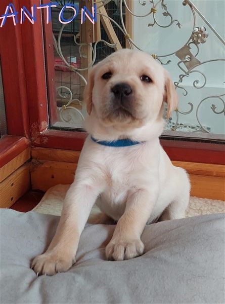 Anton Labrador Retriever