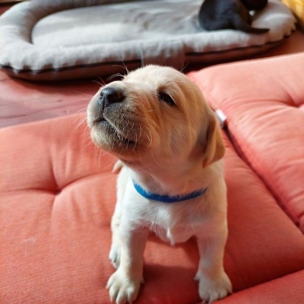 Anton Labrador Retriever