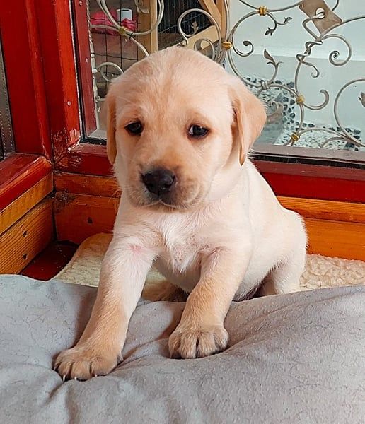 Anton Labrador Retriever