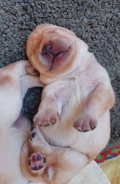 Anton Labrador Retriever