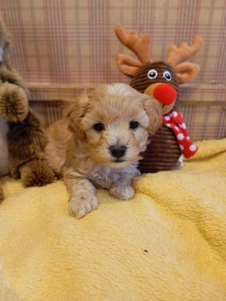 Maltipoo Welpen