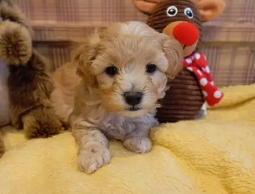 Maltipoo Welpen