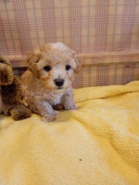 Maltipoo Welpen