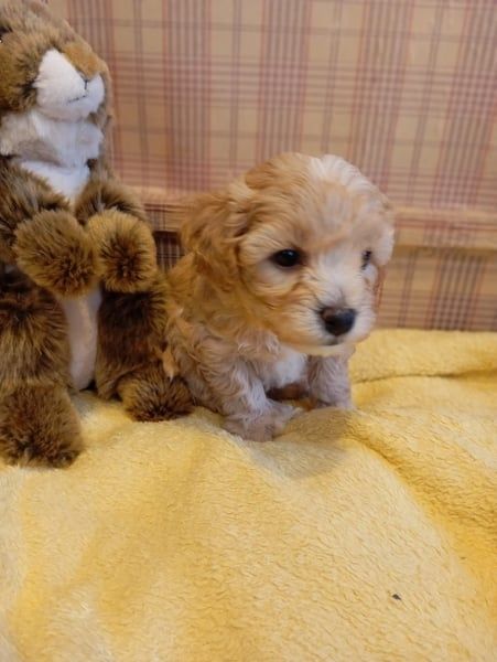 Maltipoo Welpen