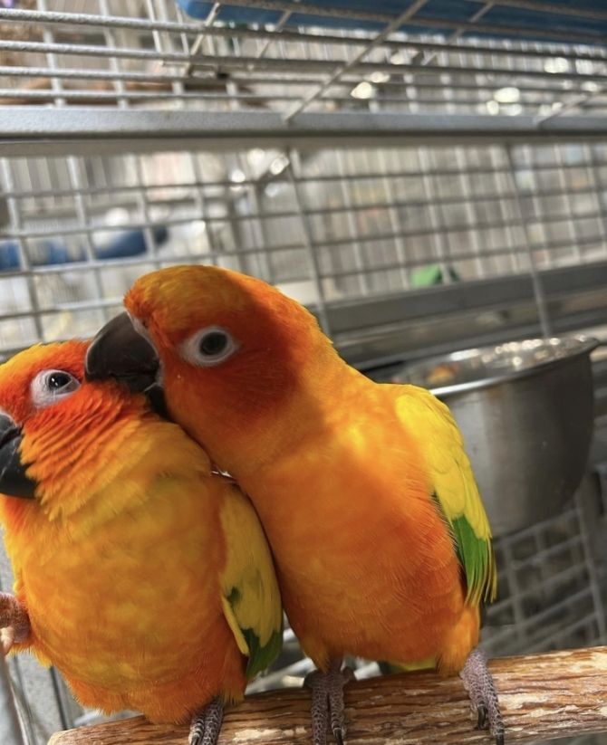 Wunderschöne Sonnensittiche-Papageien hier zu verkaufen.