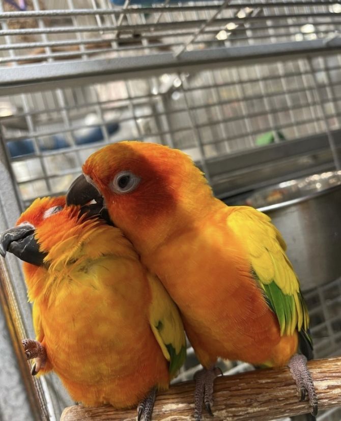 Wunderschöne Sonnensittiche-Papageien hier zu verkaufen.