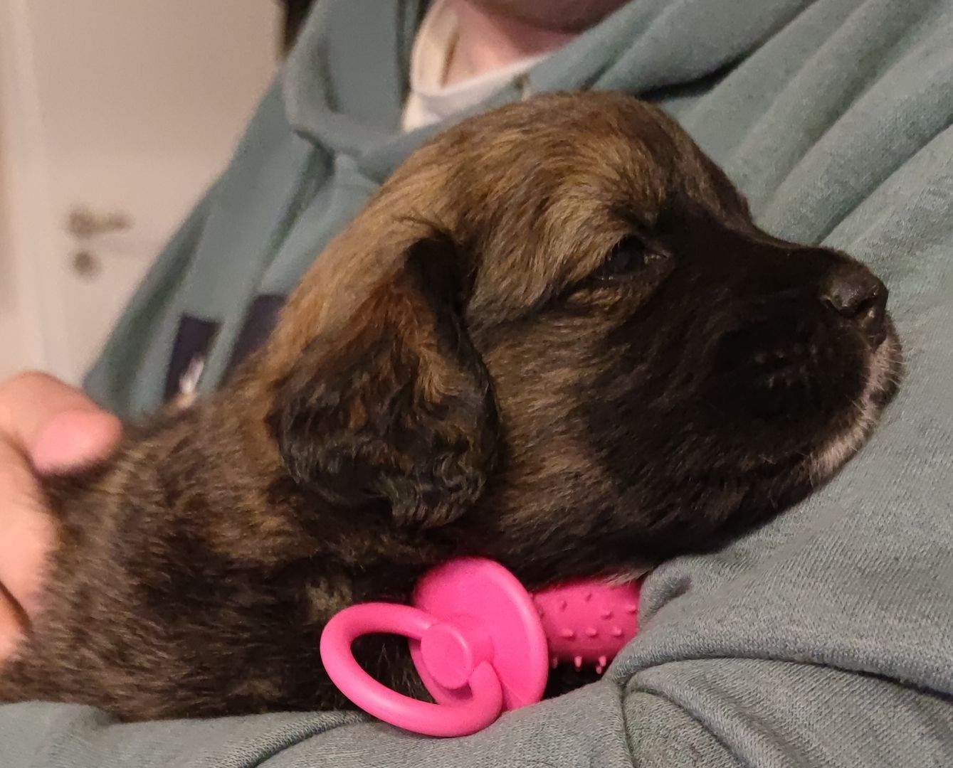 Süße Welpen suchen ein liebevolles Zuhause Germanischer Bärenhund Berner Sennenhund