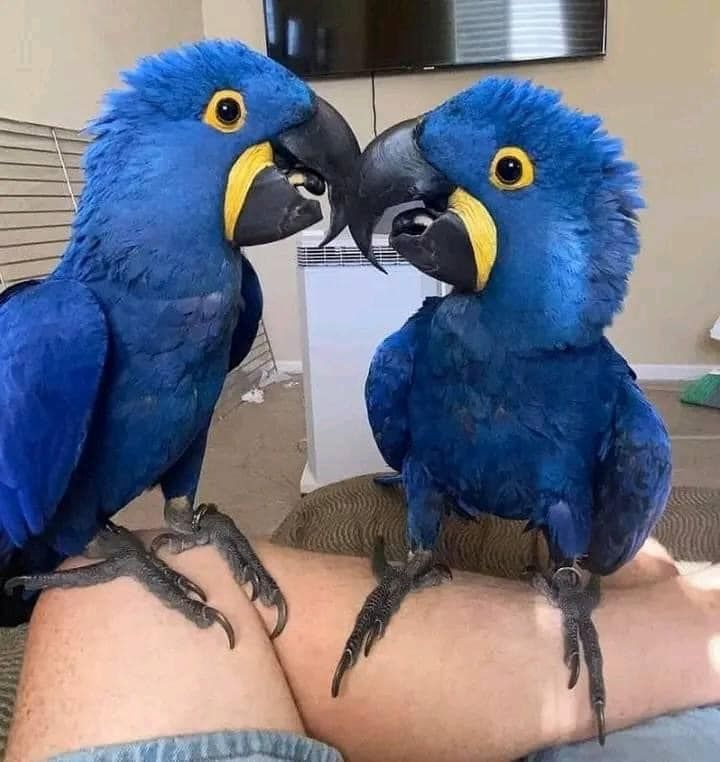 Hyazinth-Ara-Papageien