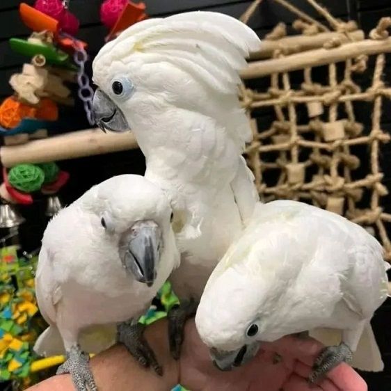 Haubenkakadu erhältlich WhatsApp-Nummer +31684935138