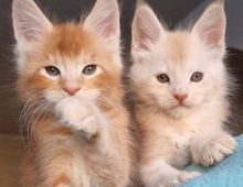 Maine Coon Kätzchen für ein tierliebes Zuhause