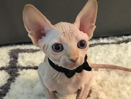 Sphynx Kätzchen verfügbar