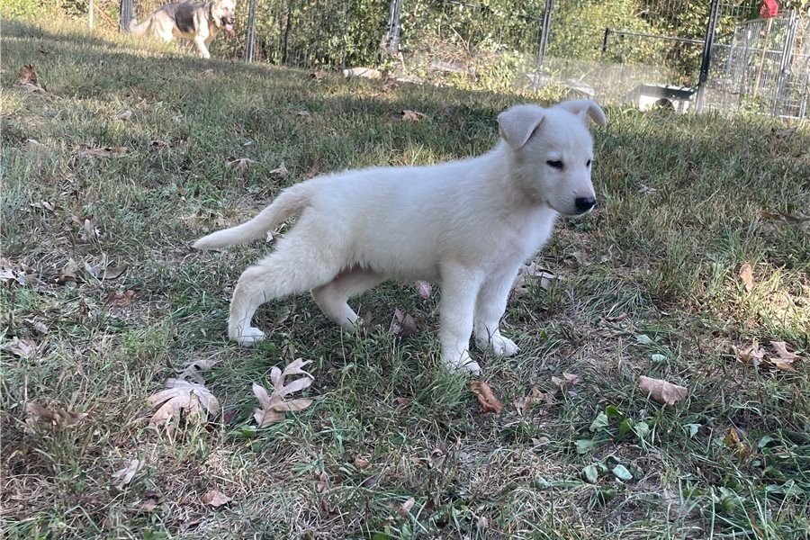 Rogue – abenteuerlustiger, freundlicher Deutscher Schäferhund, bereit für ein neues Zuhause.