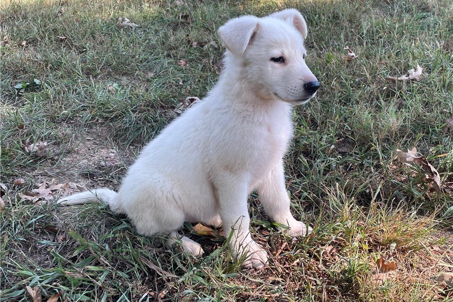 Rogue – abenteuerlustiger, freundlicher Deutscher Schäferhund, bereit für ein neues Zuhause.
