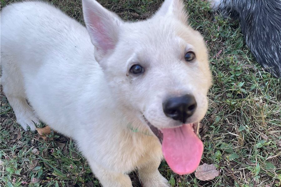 Rogue – abenteuerlustiger, freundlicher Deutscher Schäferhund, bereit für ein neues Zuhause.