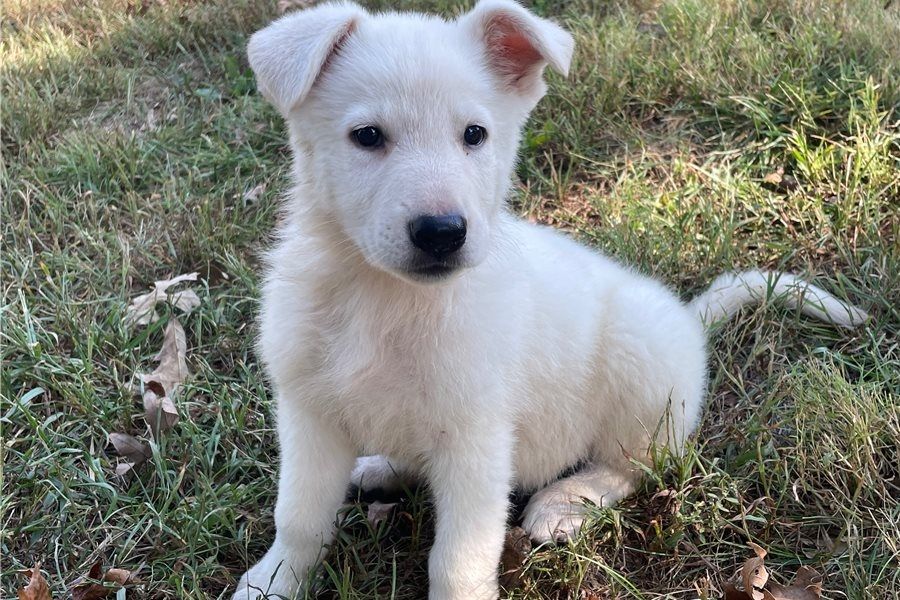 Rogue – abenteuerlustiger, freundlicher Deutscher Schäferhund, bereit für ein neues Zuhause.