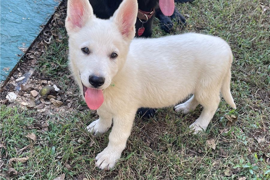Rogue – abenteuerlustiger, freundlicher Deutscher Schäferhund, bereit für ein neues Zuhause.