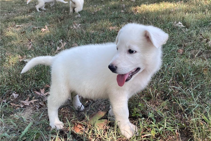 Rogue – abenteuerlustiger, freundlicher Deutscher Schäferhund, bereit für ein neues Zuhause.