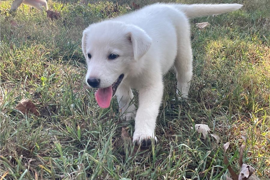 Rogue – abenteuerlustiger, freundlicher Deutscher Schäferhund, bereit für ein neues Zuhause.