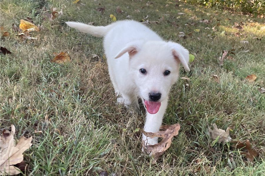 Rogue – abenteuerlustiger, freundlicher Deutscher Schäferhund, bereit für ein neues Zuhause.