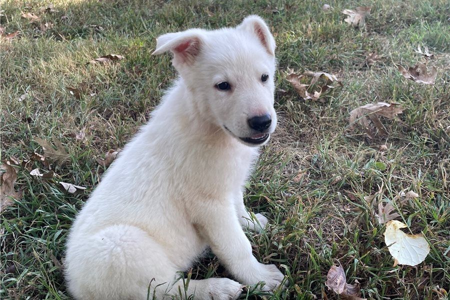 Rogue – abenteuerlustiger, freundlicher Deutscher Schäferhund, bereit für ein neues Zuhause.