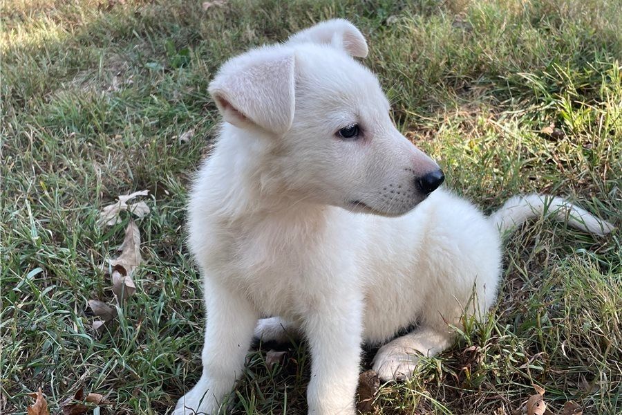Rogue – abenteuerlustiger, freundlicher Deutscher Schäferhund, bereit für ein neues Zuhause.