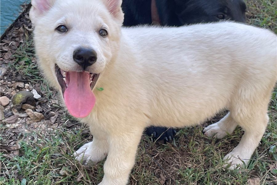 Rogue – abenteuerlustiger, freundlicher Deutscher Schäferhund, bereit für ein neues Zuhause.