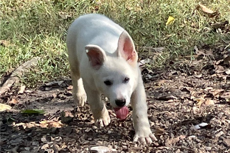 Rogue – abenteuerlustiger, freundlicher Deutscher Schäferhund, bereit für ein neues Zuhause.