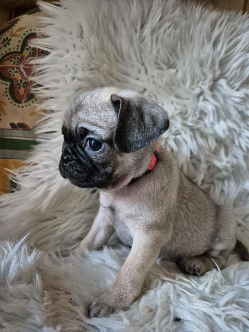 Kleine Welpen suchen liebevolles Zuhause