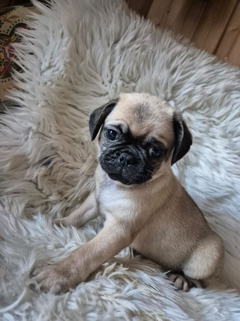 Kleine Welpen suchen liebevolles Zuhause