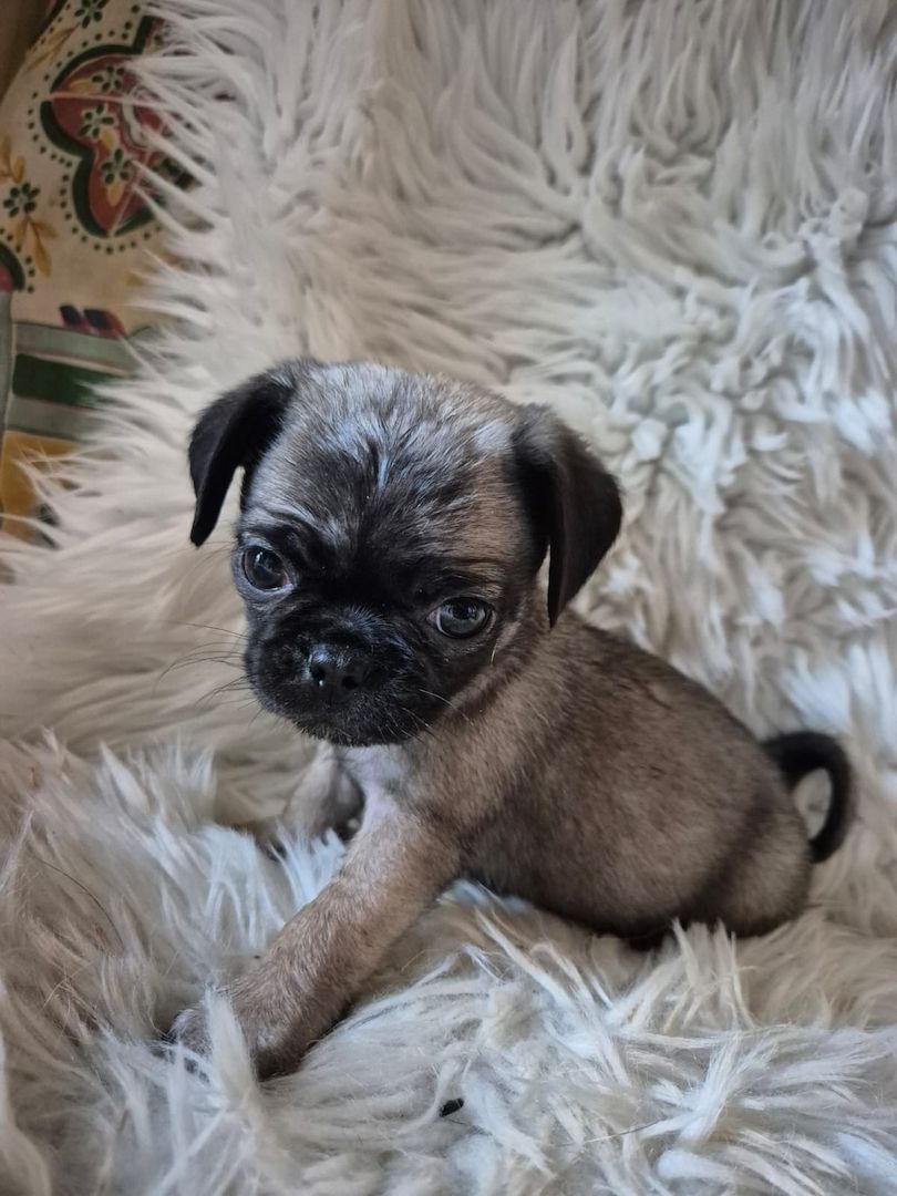 Kleine Welpen suchen liebevolles Zuhause