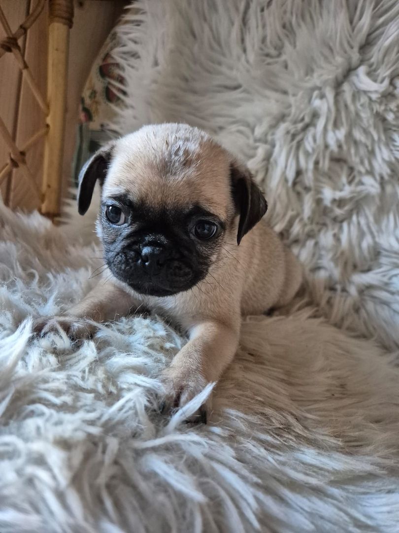 Kleine Welpen suchen liebevolles Zuhause