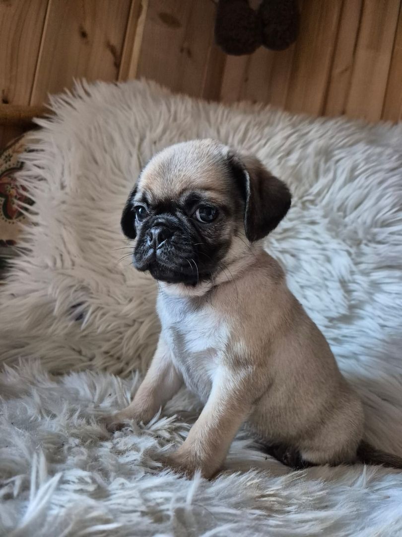 Kleine Welpen suchen liebevolles Zuhause