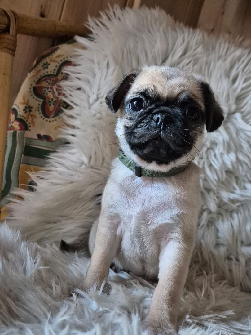 Kleine Welpen suchen liebevolles Zuhause