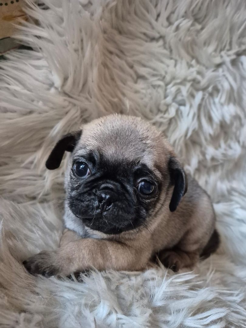 Kleine Welpen suchen liebevolles Zuhause