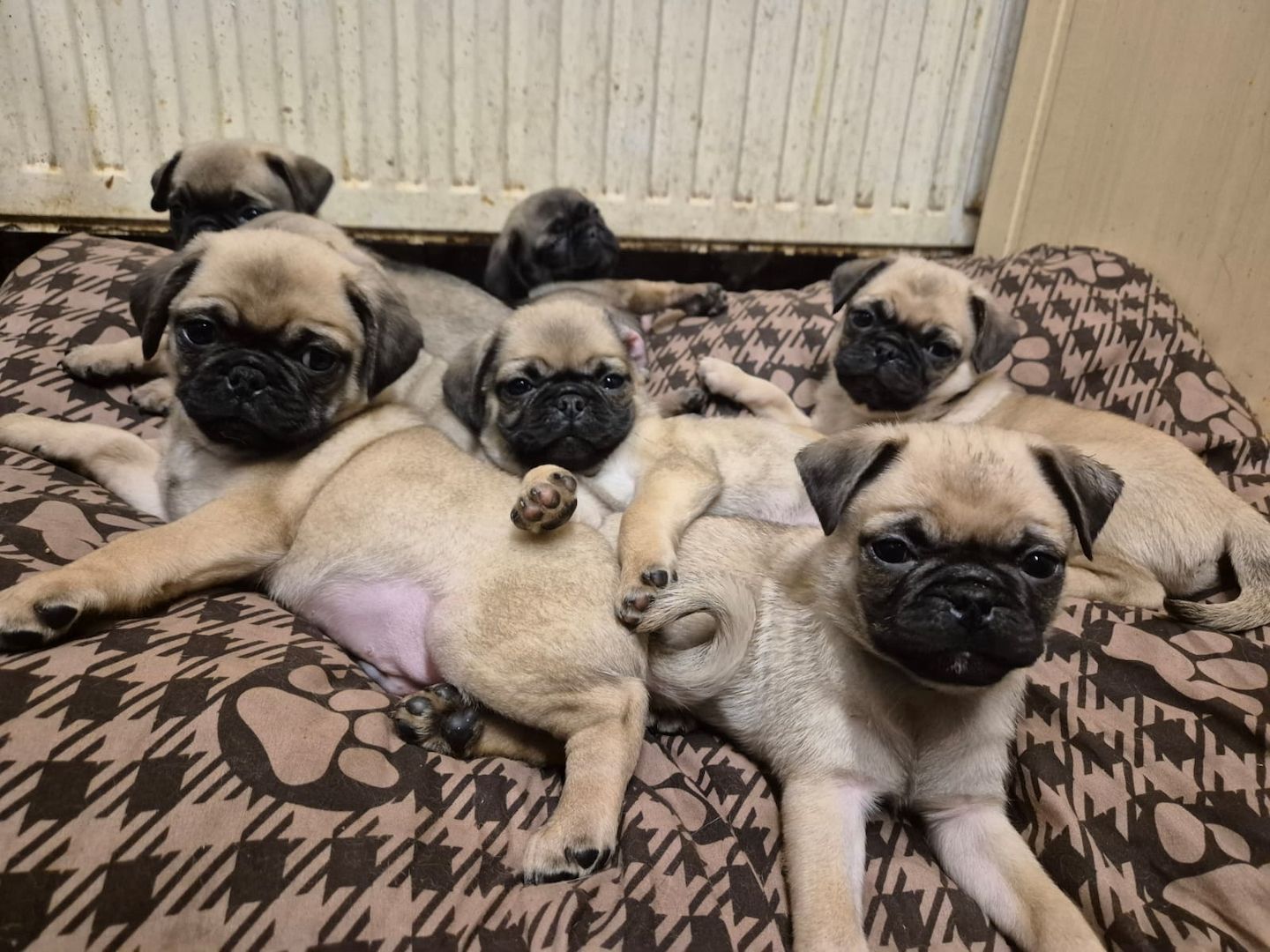 Kleine Welpen suchen liebevolles Zuhause