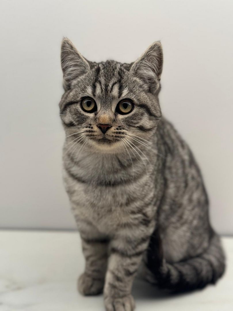 Britisch Kurzhaar/ Fold