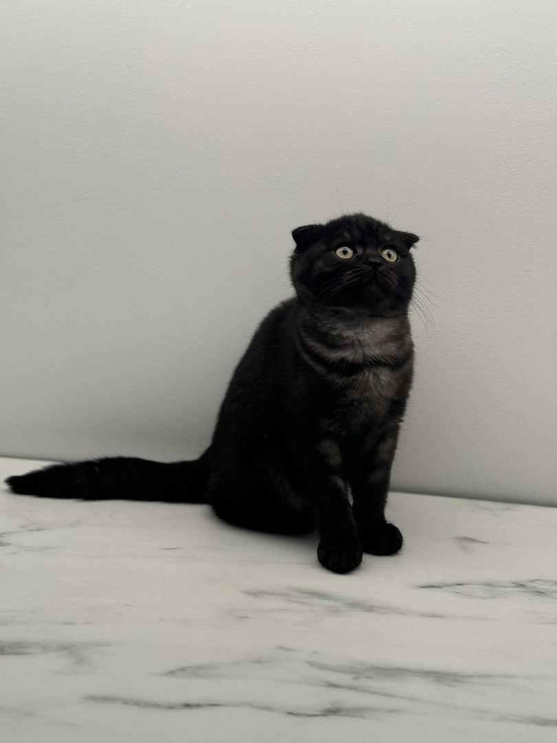 Britisch Kurzhaar/ Fold