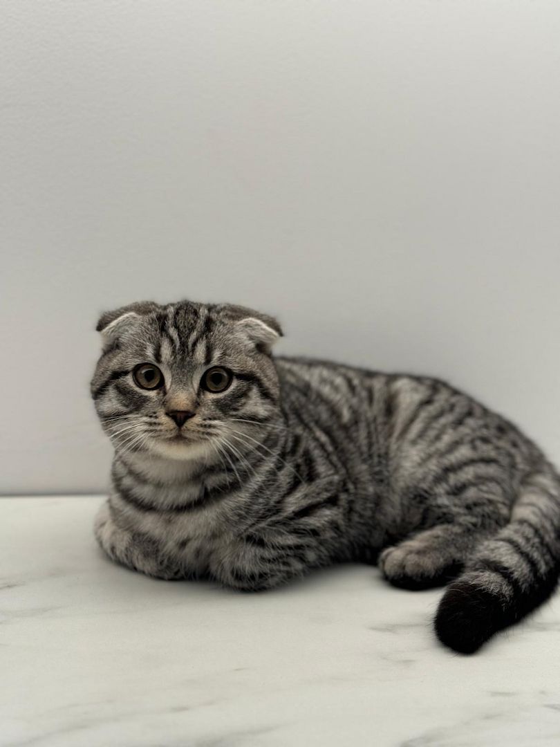 Britisch Kurzhaar/ Fold