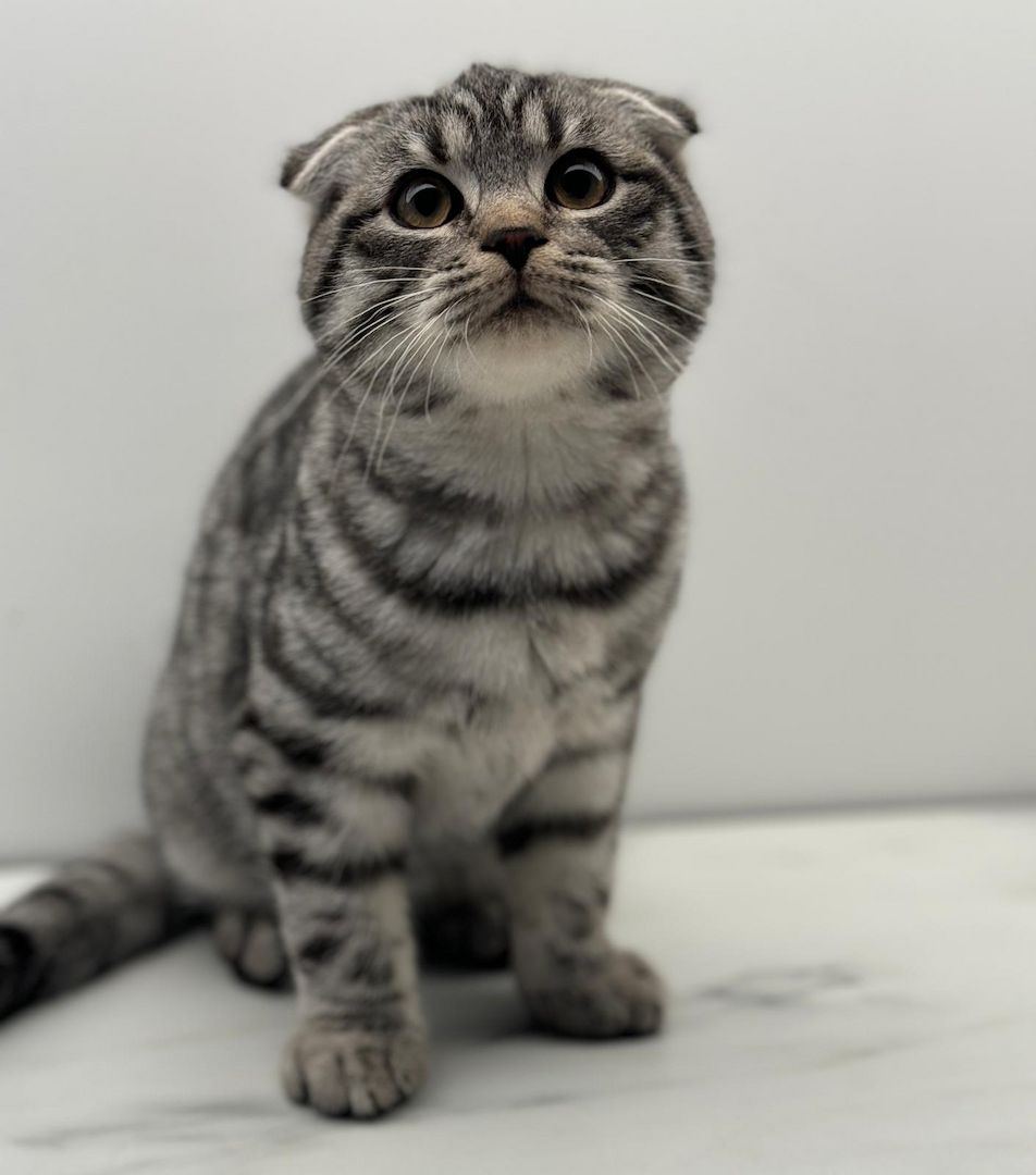 Britisch Kurzhaar/ Fold