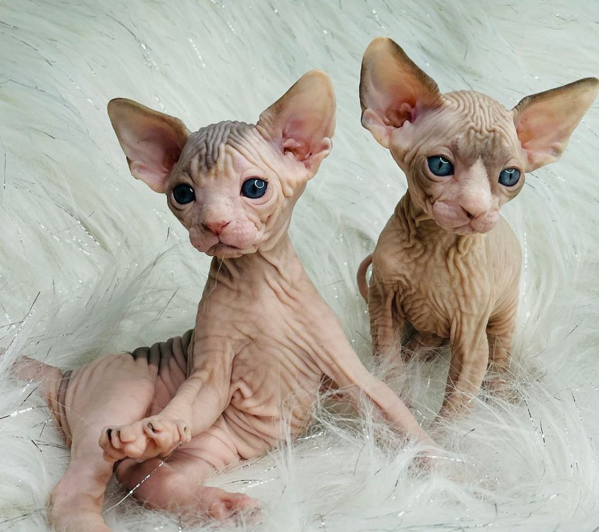 Sphynx-Kätzchen, 2 Rüden, 2 Hündinnen, verfügbar