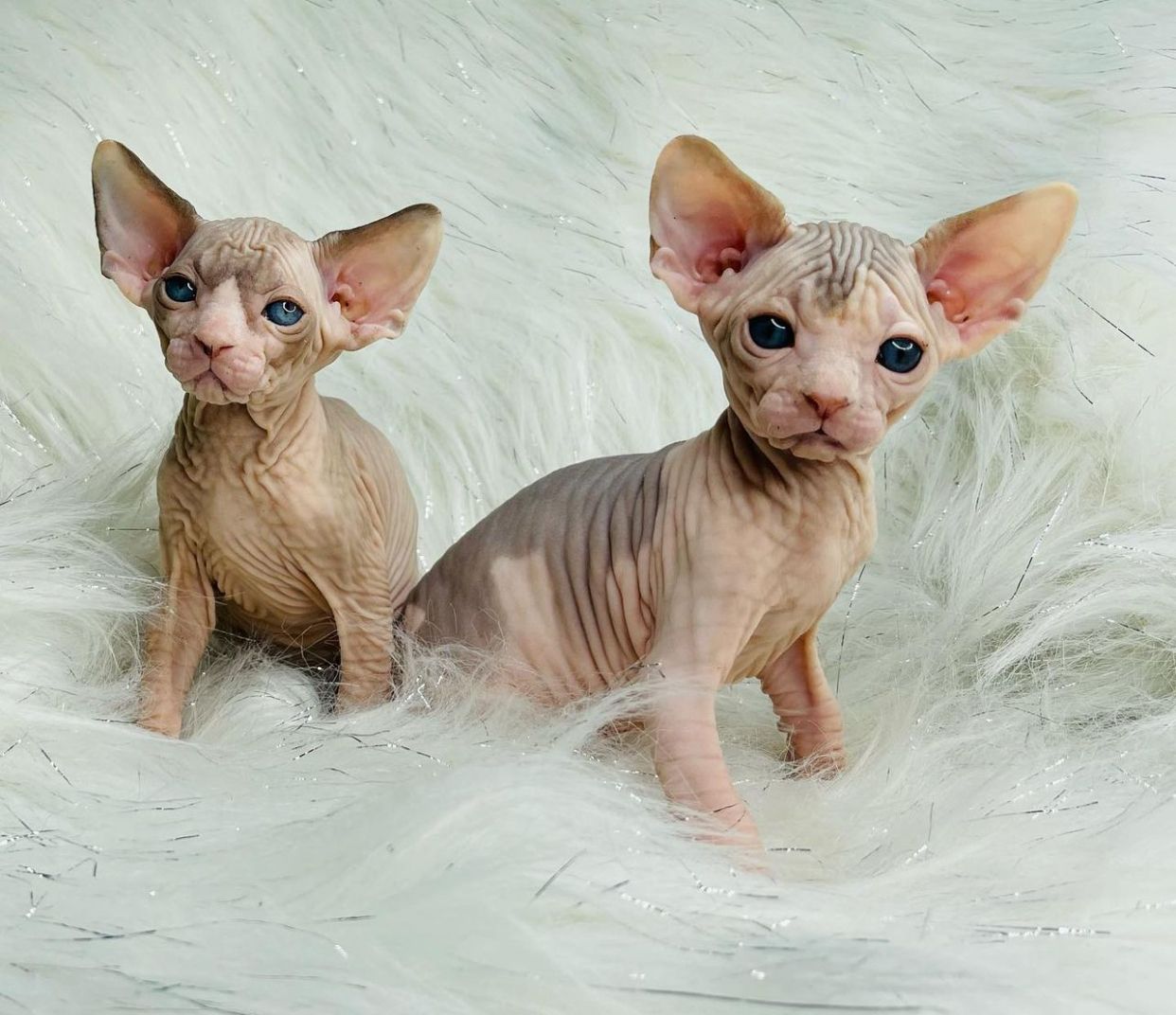 Sphynx-Kätzchen, 2 Rüden, 2 Hündinnen, verfügbar